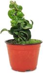 California Tropicals Live Hindu Rope Hoya Carnosa - Unique Indoor House Plant Gift Idea for Home Decor, Potted in a 4" Inch Pot Perfect for Beginners, Patio, Living Room, Office & Outdoor Gardening