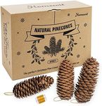 30Pcs Natural Pine Cones Christmas 