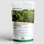 Lawnderlust Super Concentrate (up to 2,000 LITRES) Organic Seaweed Fertilizer Plant Food for Lawn & Garden