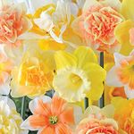 25 Daffodil Mixed Bulbs Narcissus 'Citrus Sorbet' Hardy Spring Flowering Bulbs, Fragrant Flowers Garden Plants for Garden Borders, Patio Pots and Window Boxes 25 Bulbs by Thompson & Morgan