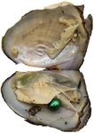 20pcs Oval Freshwater Pearl Oysters