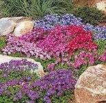 SeedsUA - Seeds Rock Cress Rainbow Mix Lilacbush Perennial Flowers