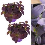 Carbeth Plants - 2 x Tradescantia Pallida Purple Heart Indoor Plant in 12cm Pots - Real Trailing House Plant Eye Catching Foliage Easy to Care for Ideal for Beginners - Bathroom Bedroom Decor