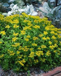 Perennial Farm Marketplace Sedum kamtschaticum (Stonecrop) Groundcover, 1 Quart, Yellow Flowers