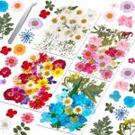 153Pcs Dried Pressed Flowers for Re