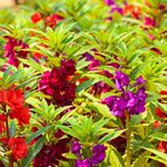 Firstly Balsamina Mix Rose Balsam Flower Garden Organic Seeds 100 Seeds