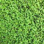 Outsidepride 25 Pellets Perennial Mentha Corsican Mini Mint Ground Cover Seeds for Planting