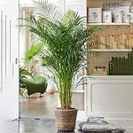 Areca Palm Large Indoor House Plant Real Tropical Exotic Evergreen Tall Plants (30-40cm incl. Pot)