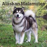 Alaskan Ma