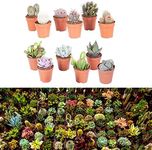 10 Mixed Indoor Plants - 5 Succulents - 5 Cactus Plants in 5.5cm Pots - Indoor Plant Gifts