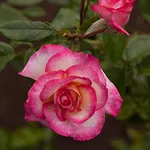 Heirloom Roses Climbing Rose Plant 