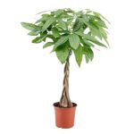 Plant in a Box - Pachira Aquatica - Height 60-70cm - Money Tree - Real Indoor houseplant - Green air Purifying Plant - Pot 17cm