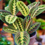 1 x Maranta Fascinator Tricolour for Sale | Indoor Plant Gift (20-30cm Incl Pot)