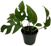 Mini Monstera Plant Live - Rare Rhaphidophora Tetrasperma with 4 Inch Pot - Easy to Care and Grow Indoor Houseplants for Home Office Wedding Decor & Birthday Gift