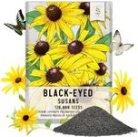 Seed Needs, Black-Eyed Susan Seeds - 120,000 Heirloom Seeds for Planting Rudbeckia hirta - Yellow Perennial Flowers to Attract Butterflies & Bees to The Garden (Large Bulk Pack)