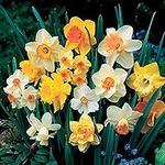 Daffodil Bulbs Narcissus ‘Spring Flowering Mix’ Stunning Bright Flowers Brightens Up The Garden Perfect Plant for Beds, Borders and Containers 50 x Daffodil Bulbs by Thompson and Morgan (50)