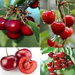 Pyanabi Combo 2 "Sylvia Cherry"Grafted/Clone Type Hybrid (2-3 Ft Height)- Healthy Live Super Yielding Early Fruting Sylvia Cherry Fruit Plant' Live Plant For Home Garden