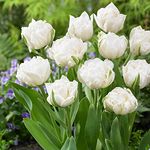 10 x Tulipa Double Late Mount Tacoma - Blooms Late Spring – Spring Flowering Bulbs - Heirloom Favourite - Pure White Elegant Petals - for Your Beautiful Garden