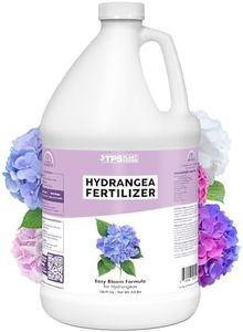 Hydrangea 