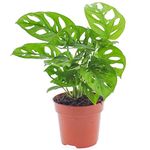 Vibrant Monstera Obliqua - Monkey Leaf | Indoor Potted Houseplant | 20-30cm with Pot