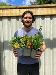 3 Perennials in 9cm Pots | RHS Perfect for Pollinators | Garden Ready Perennials Attractive to Butterflies & Bees | 3 x Mixed Perennials