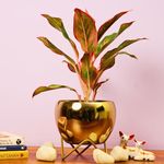 The Subtle Art® Modern Golden Glossy Metal Planter with Gold Finish Stand (Pot Dia: 5.9 inches), for Indoor & Outdoor Plants, Home & Office Decor, Table Top (Golden Pot with Stand)