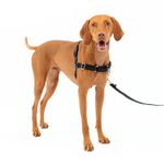 PetSafe Easy Walk No-Pull Dog Harness - The Ultimate Harness to Help Stop Pulling - Take Control & Teach Better Leash Manners - Helps Prevent Pets Pulling on Walks - Medium, Charcoal