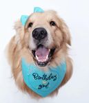 Dog-O-Bow Birthday Girl Scarf for Dogs (Small)