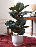 Fourwalls Artificial Rubbrr Floor Plant Without Pot (75 cm Tall, Green/Red)