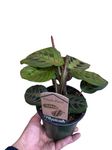 4in" Red Prayer Plant, Red Maranta, Maranta leuconeura, Prayer Plant, Real Plant, Live Plant, Office Plant, Good for Decor, Ideal Gift for All ocassions, Home Decor (4in)