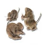 Prextex Realistic Mini Hairy Rats for Best Halloween Decoration