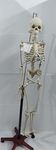 WKM Articulated Human Skeleton Model with Stand, 5 Feet