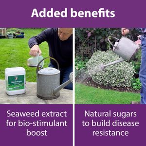 Flower Power Lawn Magic Premium Lawn Feed 5L – Double Action Formula