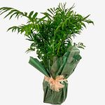 Soft Palm Plant 80cm Tall Houseplant Real Indoor Plant for Office, Home, Bedroom, Kitchen and Living Room, Perfect for Clean Air, Delivered Next Day