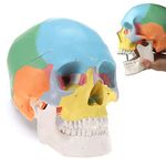 LYOU Human Skull Model for Learning (Colored Skull)