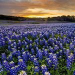 Outsidepride Texas Bluebonnet Seeds - 1/4 lb. Annual Lupinus Texensis, Heirloom Quality, Drought-Tolerant Wildflower Seeds w/Blue Blooms for Vibrant Spring Displays, Landscape, & Attracts Pollinators
