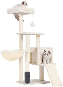 Heybly Cat
