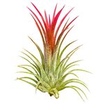 Tillandsia Lonantha Rubra / Airplant 7-10 cm in Height