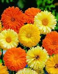 Just Seed - Flower - Calendula officinalis - Pacific Beauty Mix - Pot Marigold - 1000 Seeds