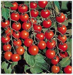 Seeds Red Cherry Tomato Cherri Organically Grown Russian Vegetable