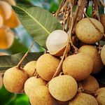 Hug A Plant | Longan Fruit/Dragon's Eye (Dimocarpus longan) Fruit Live Plant (Home & Garden)