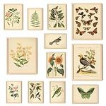 97 Decor Vintage Botanical Prints W