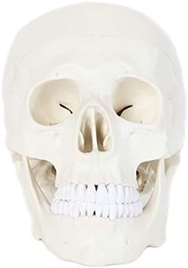 Anatomy Lab Human Skull Model, 3 Part Life Size Anatomical Replica, Features Removable Skull Cap (Calvaria), Articulating Jaw (Mandible), and Base of Skull for Educational Study and Display