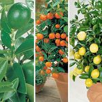 Citrus Fruit Tree Trio House Plants