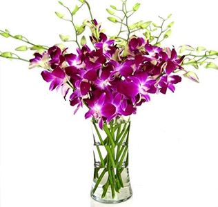 Fresh Cut Flowers -Dendrobium Purple Orchids with Vase Gift for Birthday, Sympathy, Anniversary, Get Well, Thank You, Valentine, Mother’s Day Flowers and Easter