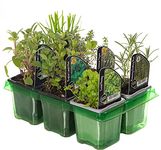 GardenersDream 6 x Mixed Herbs - Outdoor Garden Ready Herb Plants - Outdoor Plants for Gardens, Balconies, or Indoor Pots - Grow Your Own House Plants for Cooking and Medicinal Uses (Incl. 9 cm Pot)