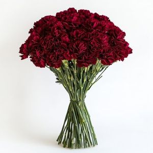 100 Fresh Cut Burgundy Carnations - Romance Carnations - Fresh Flowers Delivery