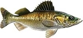 Walleye Beautiful Fish Decal for Your Boat, Vehicle, Etc. Many Sizes and Styles Available 12" to 40"…