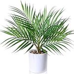 Kazeila Small Artificial Paradise Palm Tree 16 Inch Fake Areca Palm Plant,Faux Desk Plant in Pot for Indoor Outdoor Home Office Any Room Decor,Perfect Housewarming Gift