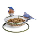 Garden Bird Feeder Tray - Mealworm And Robin Bird Feeder Jacobi Jayne® I Love Robins™ Easy Clean Treat Dish Ground Bird Feeder - Robin Feeders For The Garden